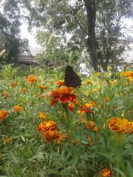 Мій дивний сад. На шляху створення