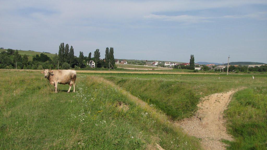 Середнє з panoramio.com - Середнє