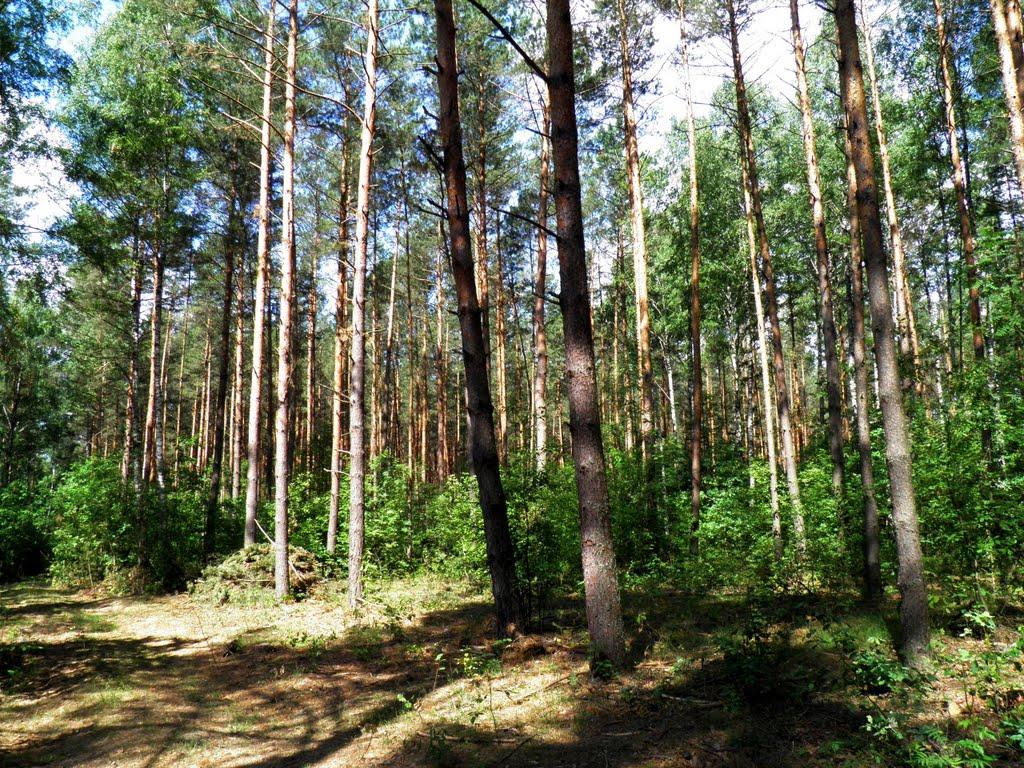 Маневичі з panoramio.com - Маневичи