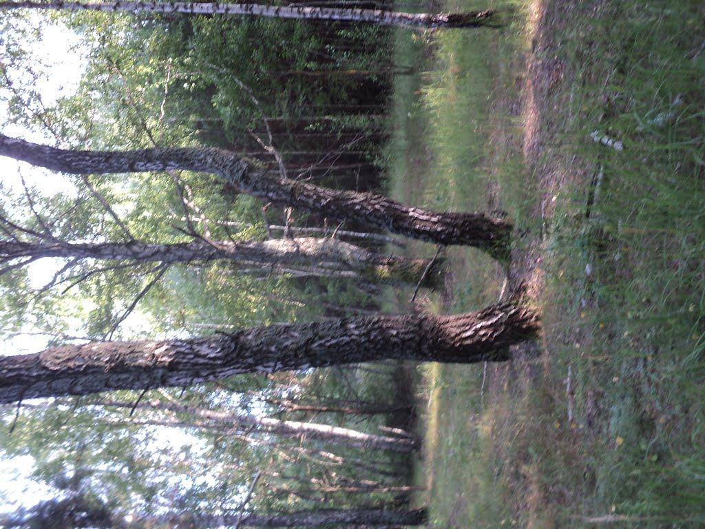 Бучки з panoramio.com - Бучки