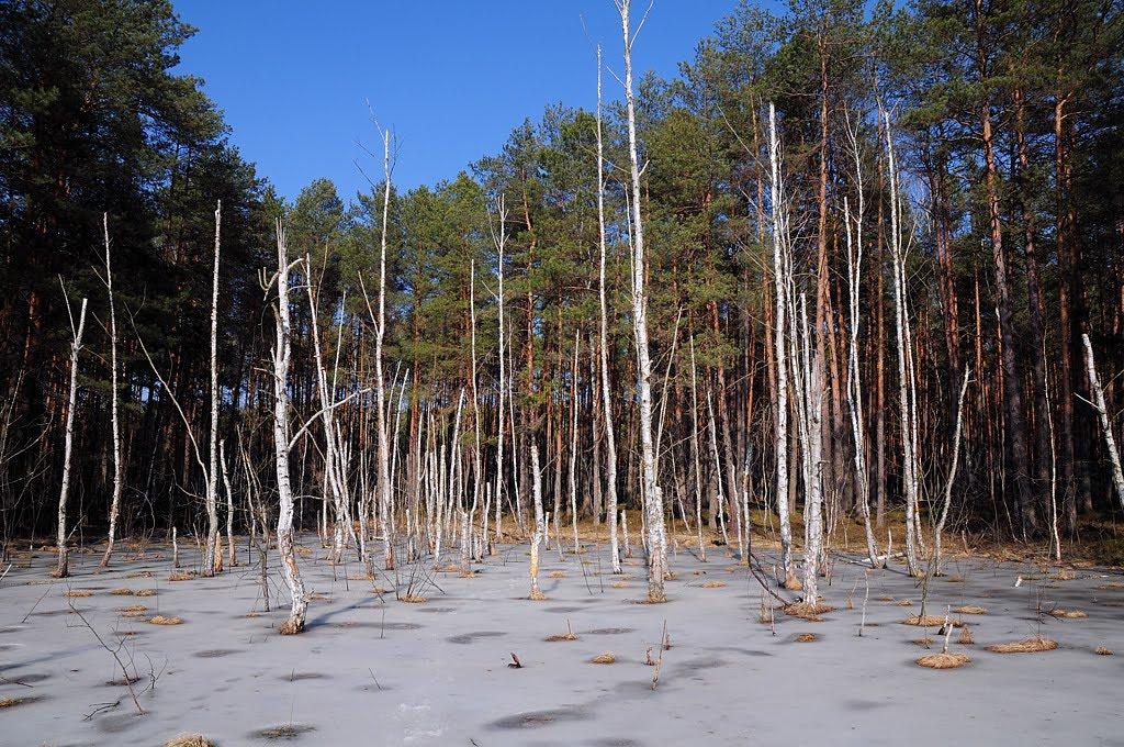 Вільшанка з panoramio.com - Вільшанка