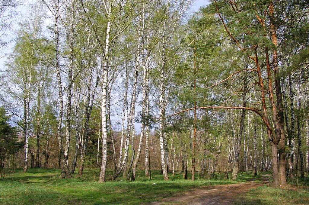 Заворичі з panoramio.com - Заворичи