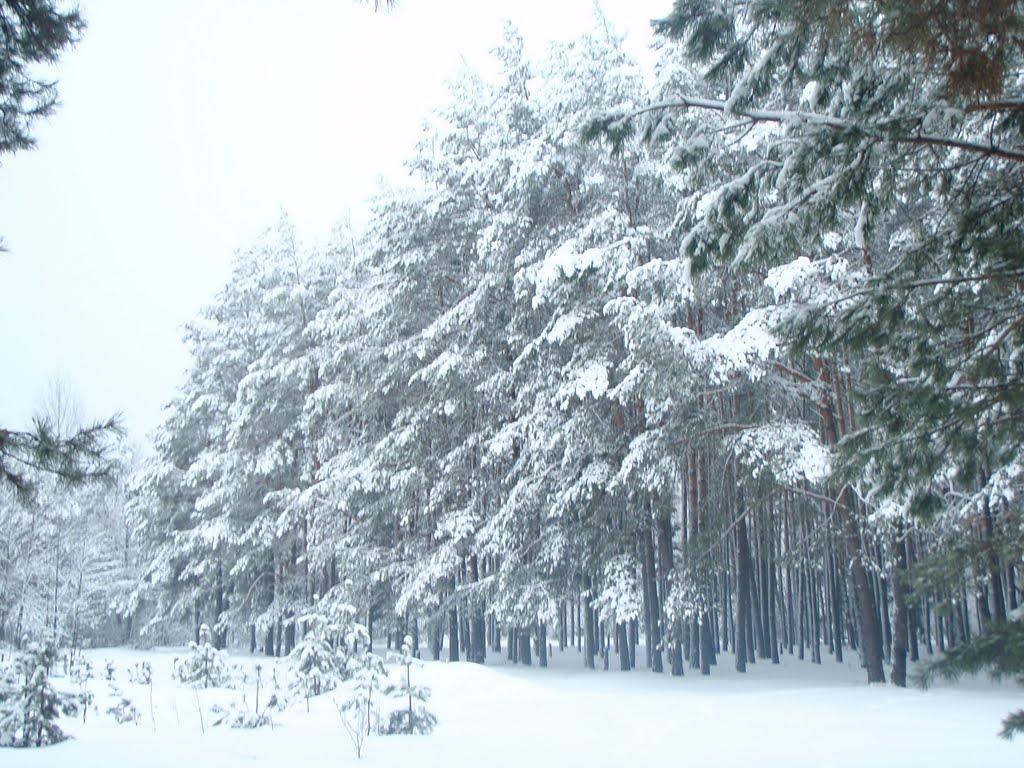 Малин з panoramio.com - Малин