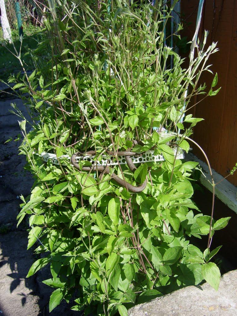 Будище з panoramio.com - Будище