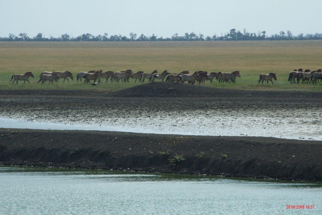 Новий Етап з panoramio.com - Новий Етап