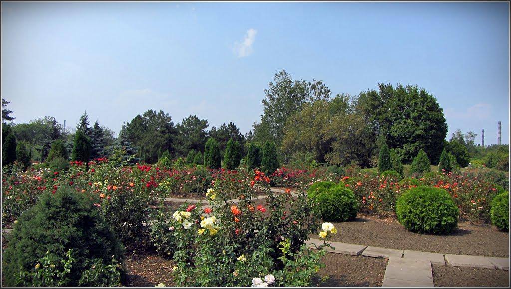Кам'яне Поле з panoramio.com - Каменное Поле