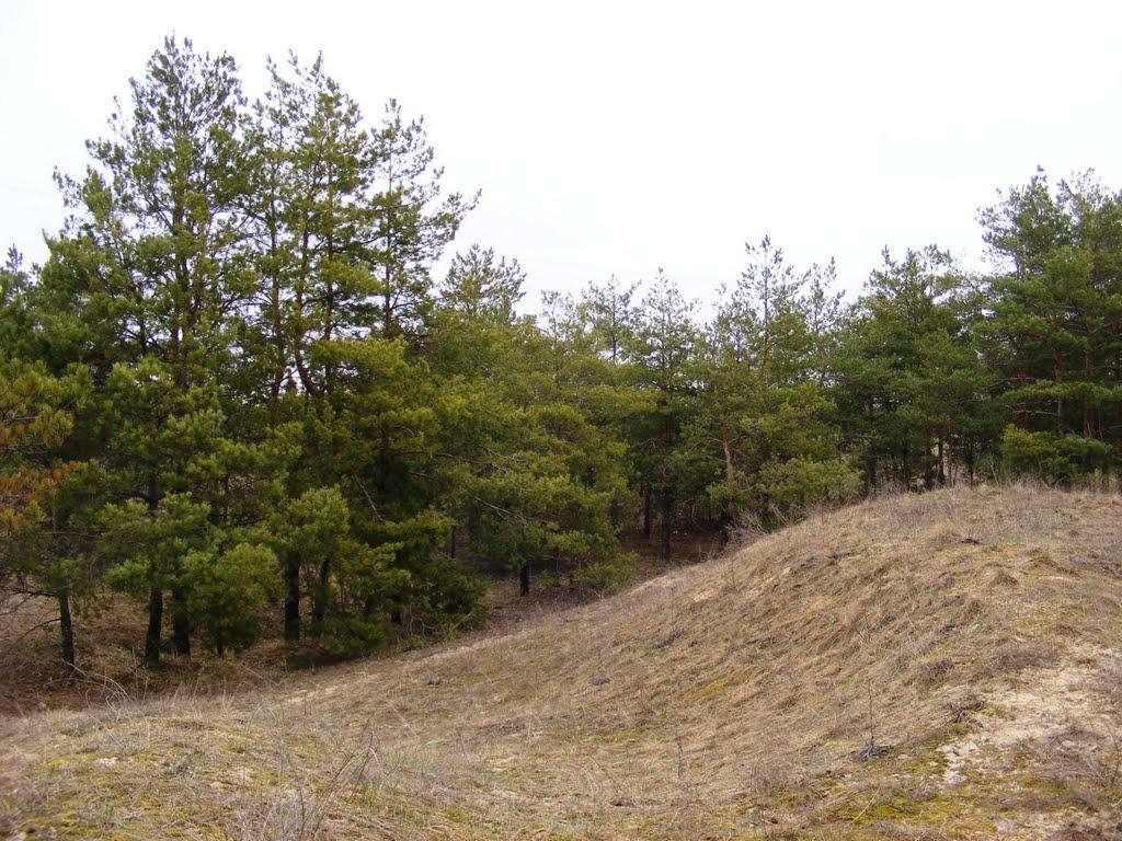 Кардашинка з panoramio.com - Кардашинка