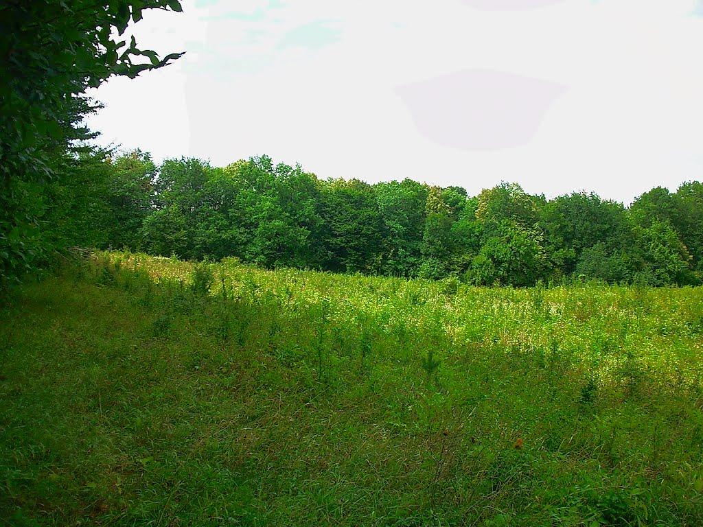 Щасливе з panoramio.com - Счастливое