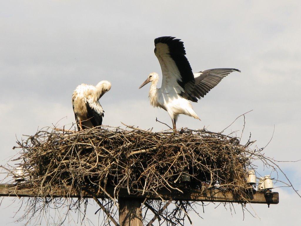 Орловець з panoramio.com - Орловець