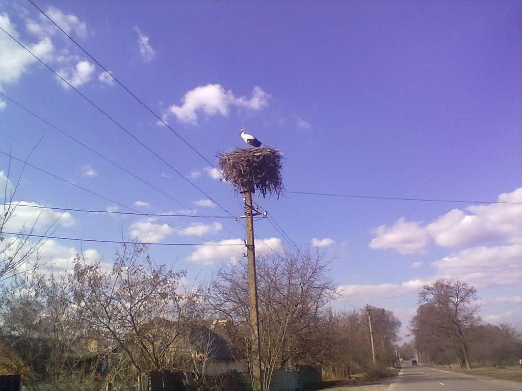 Шостакове з panoramio.com - Шостакове