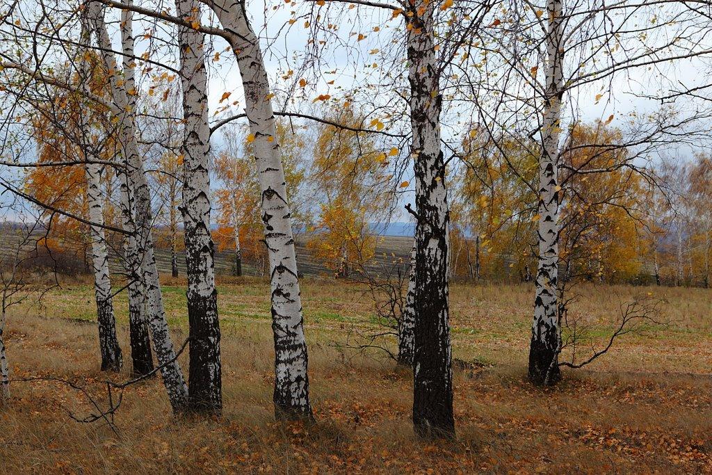 Лещенки з panoramio.com - Лещенки