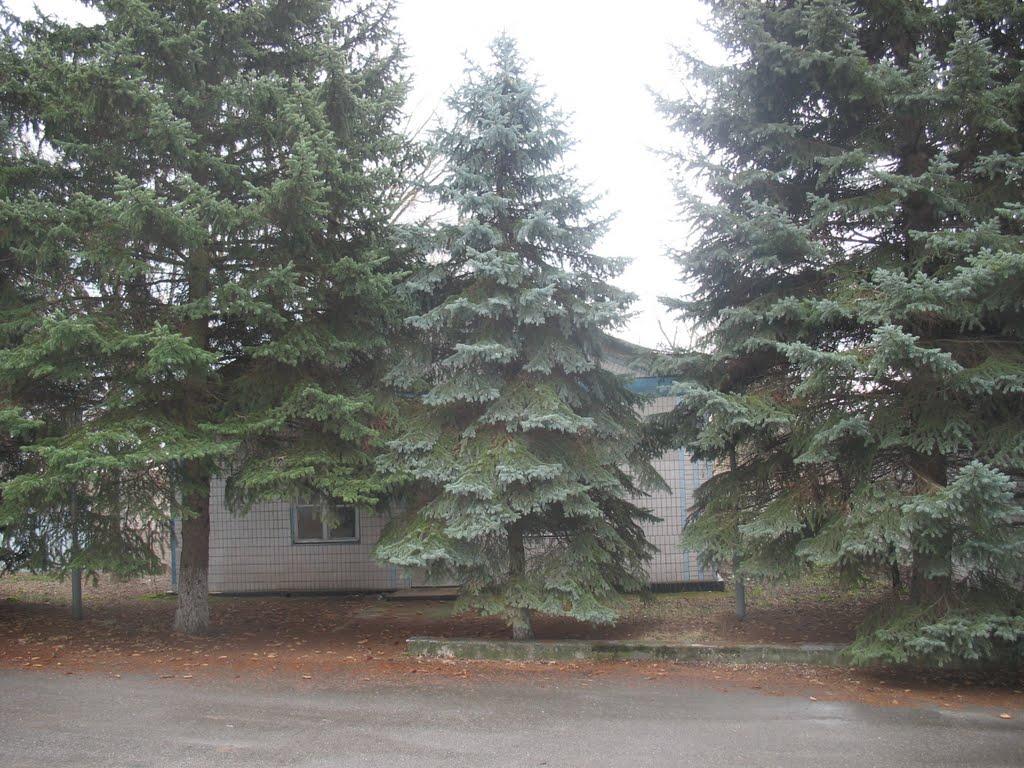 Івано-Михайлівка з panoramio.com - Івано-Михайлівка