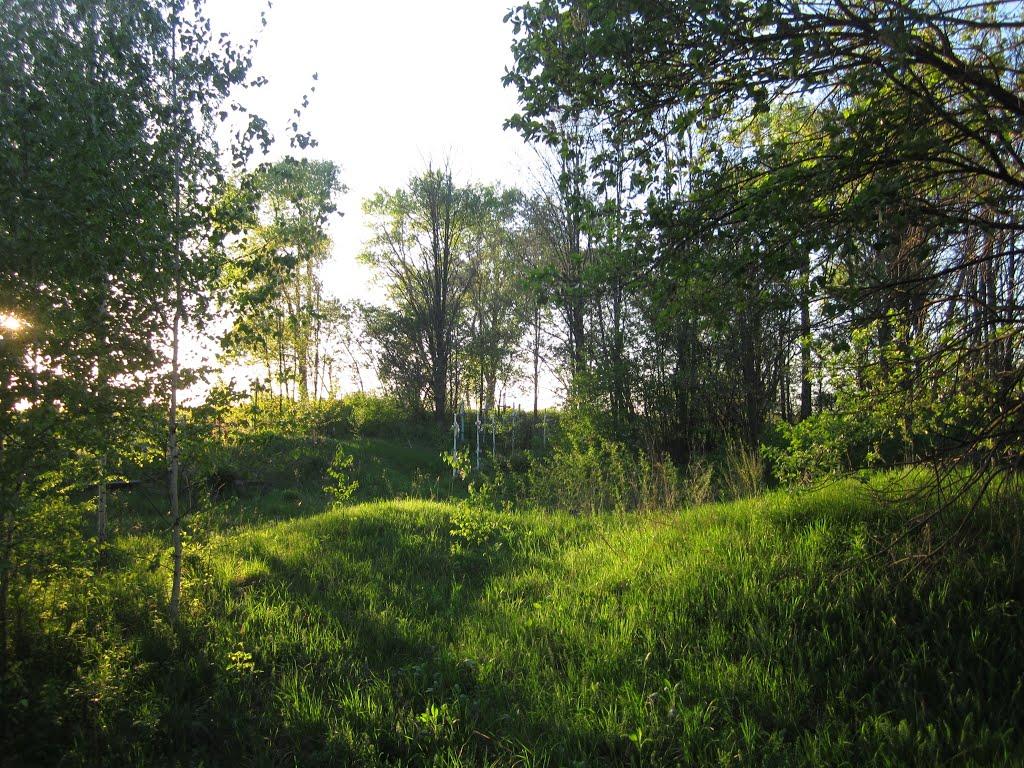 Товстоліс з panoramio.com - Товстоліс