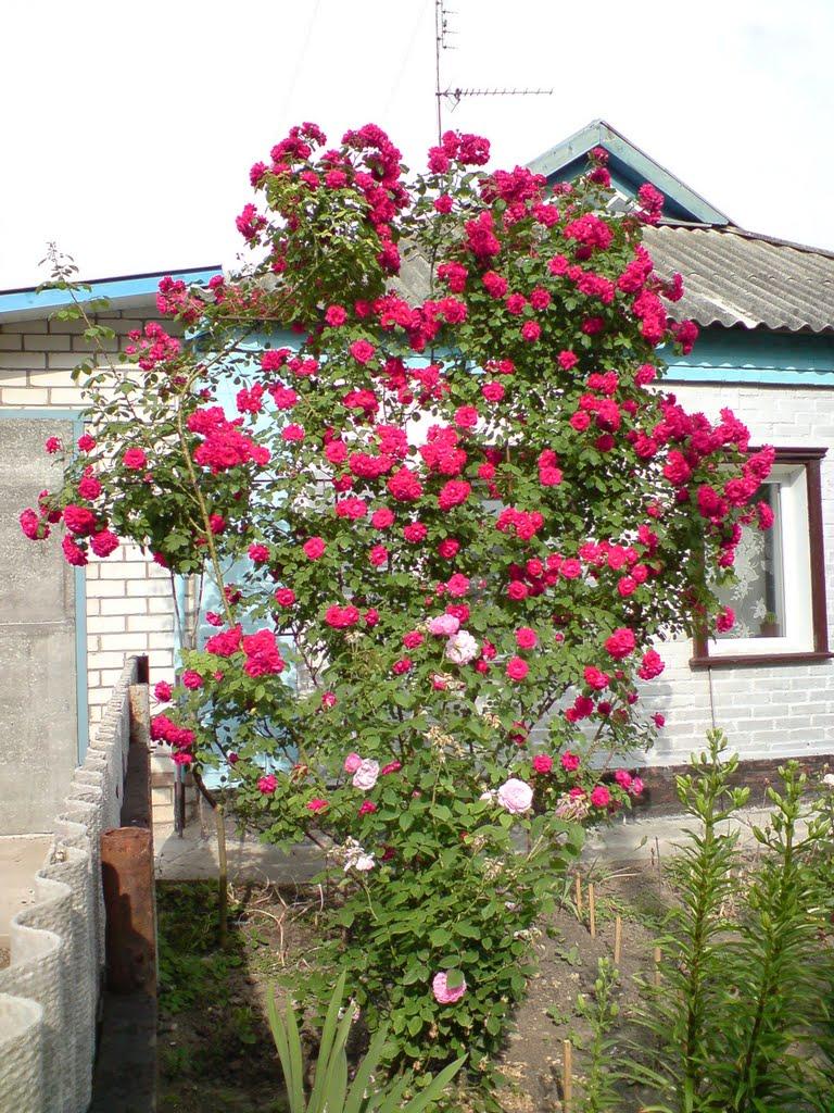 Диканька з panoramio.com - Dikanka