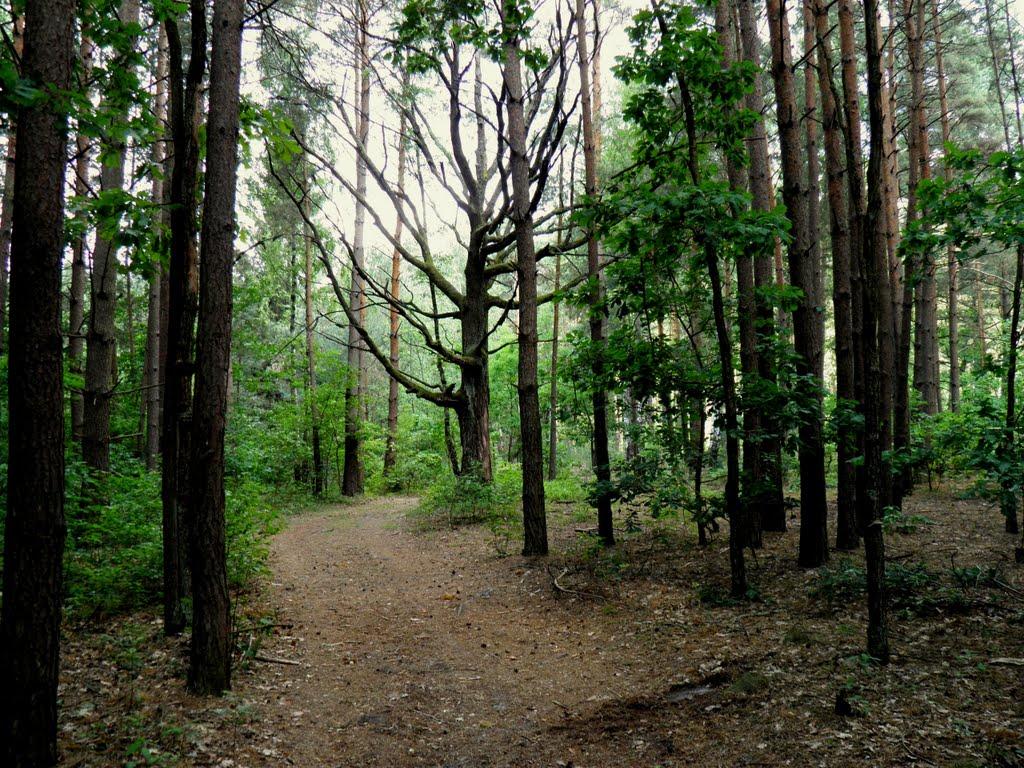 Маневичі з panoramio.com - Маневичи