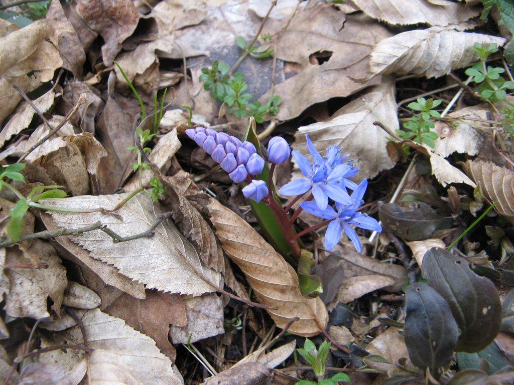 Шебутинці з panoramio.com - Шебутинцы