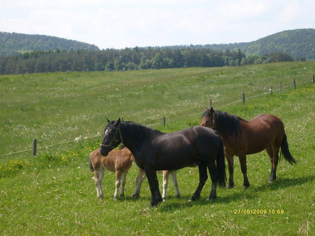 Галівка з panoramio.com - Галівка