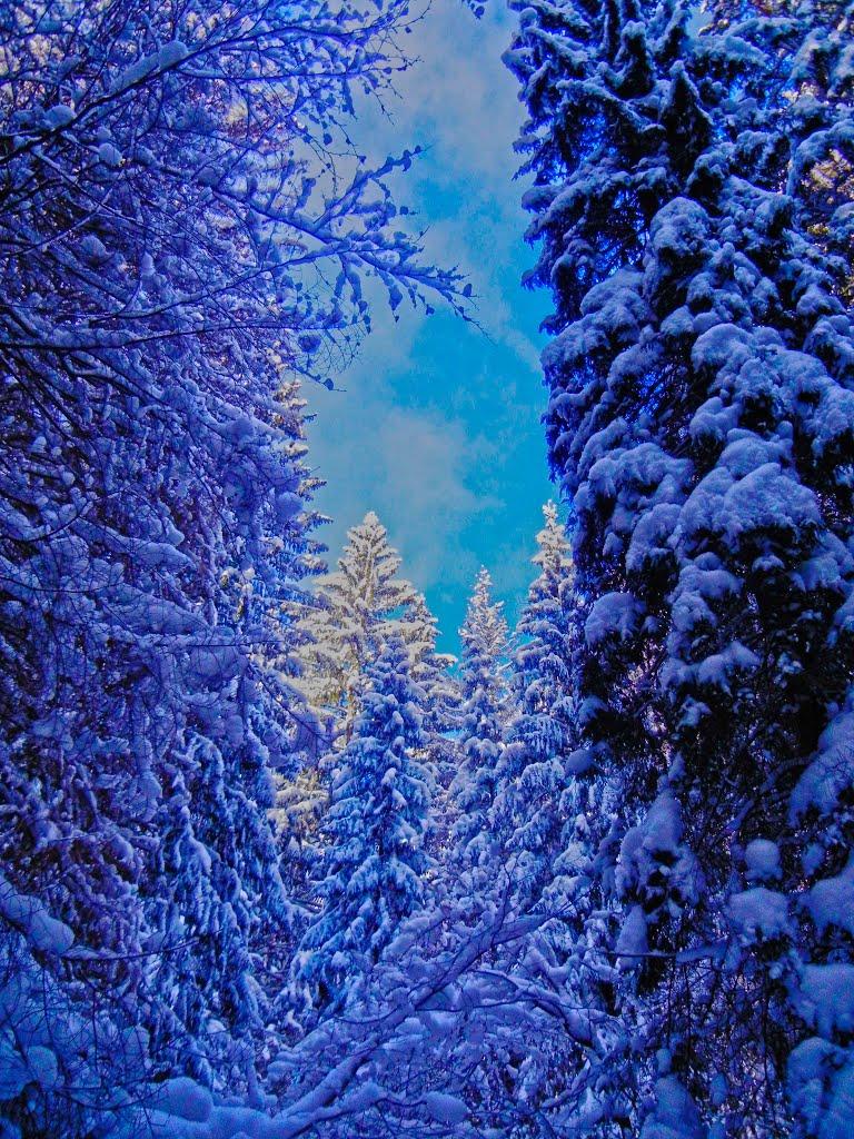 Великий Рожин з panoramio.com - Великий Рожин