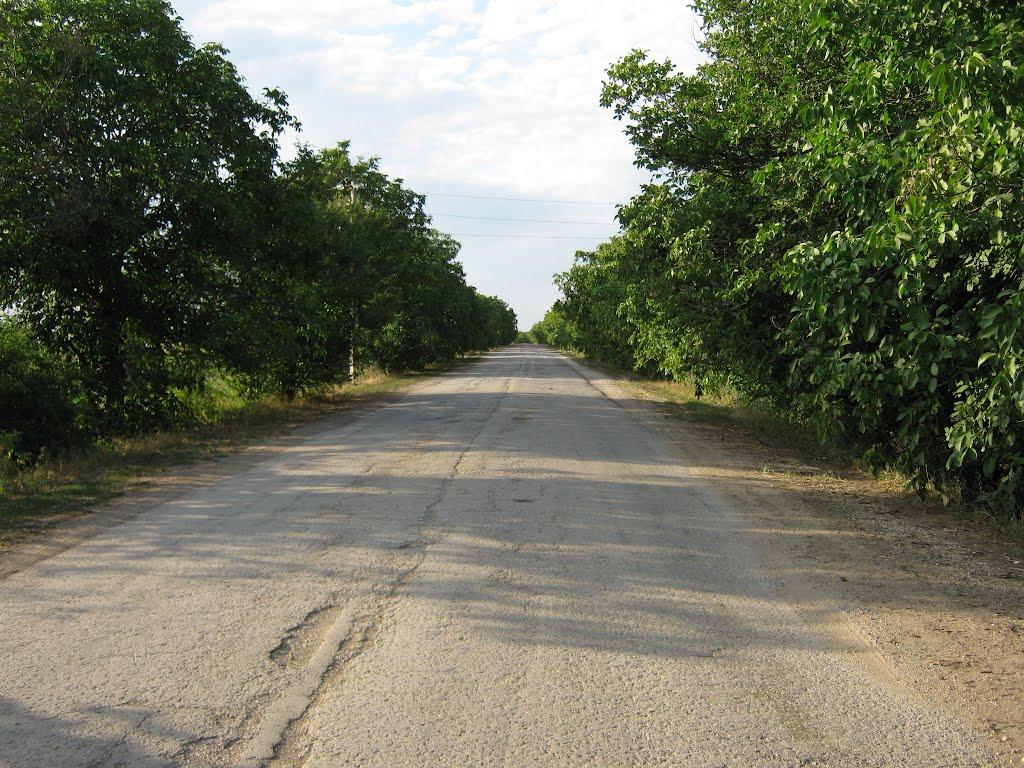 Новоолексіївка з panoramio.com - Новоолексіївка