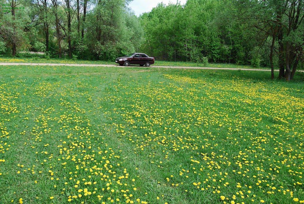 Батьки з panoramio.com - Батьки