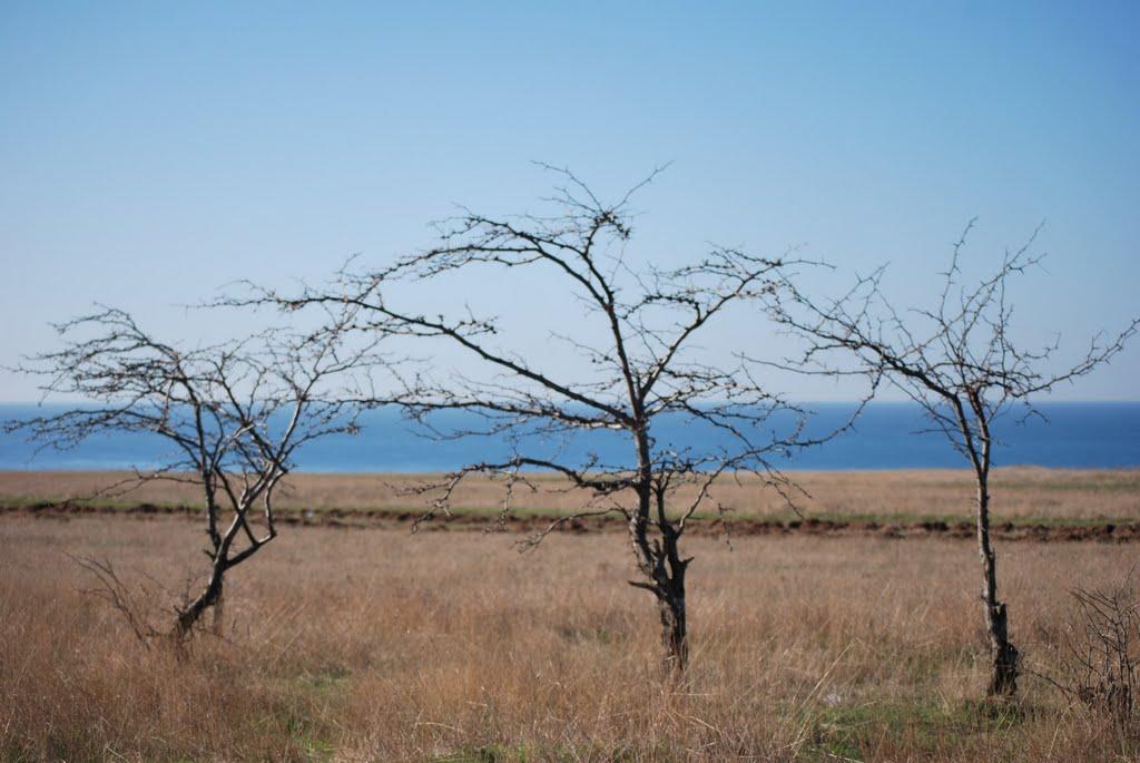 Берегове з panoramio.com - Берегово
