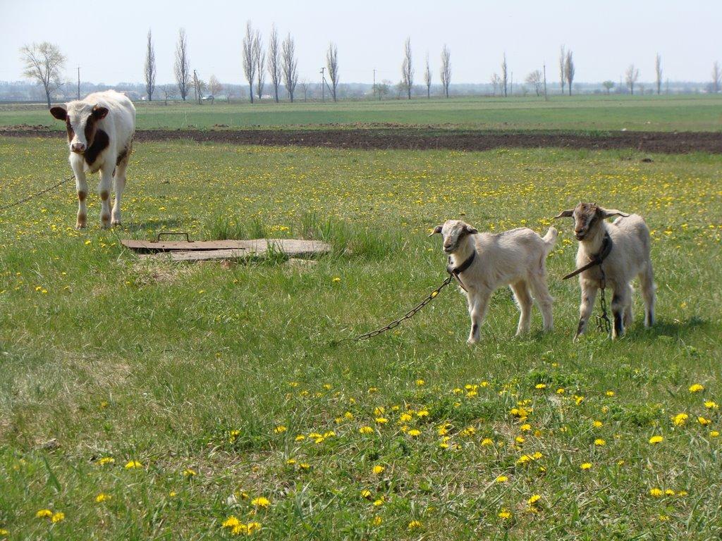 Шостаківка з panoramio.com - Shostakivka