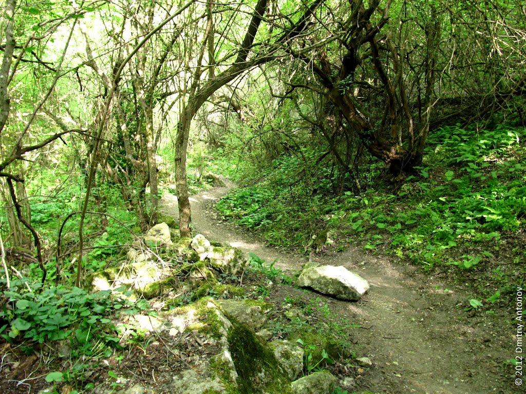 Велике Садове з panoramio.com - Velyke Sadove