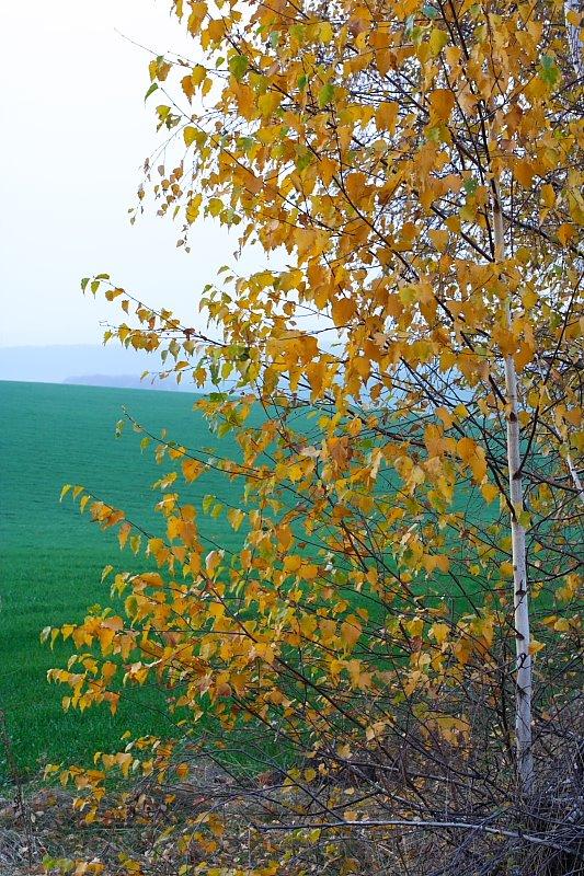 Лещенки з panoramio.com - Leschenky