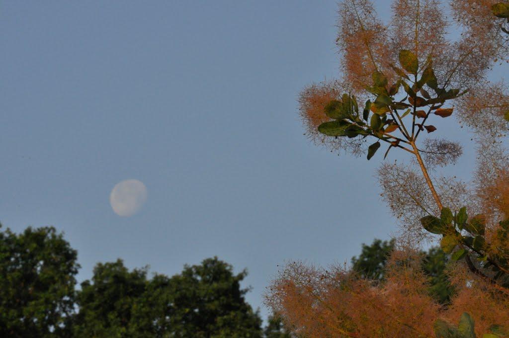 Велика Гомільша з panoramio.com - Велика Гомільша