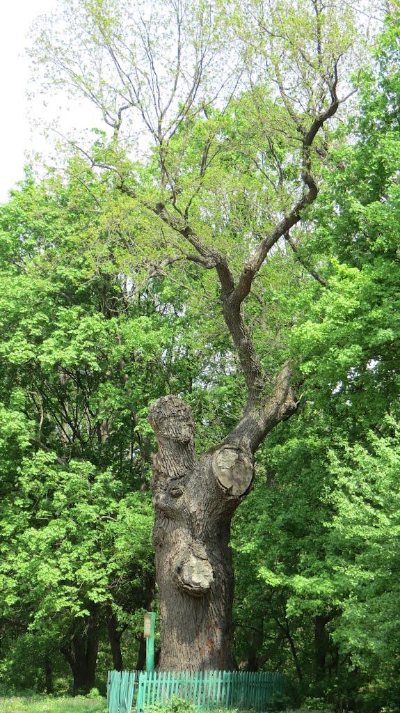 Диканька з panoramio.com - Dikanka