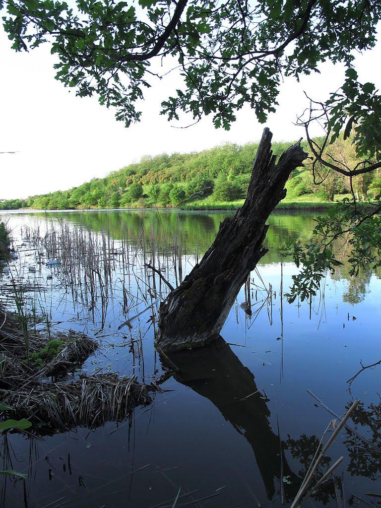 Петро-Свистунове з panoramio.com - Петро-Свистунове