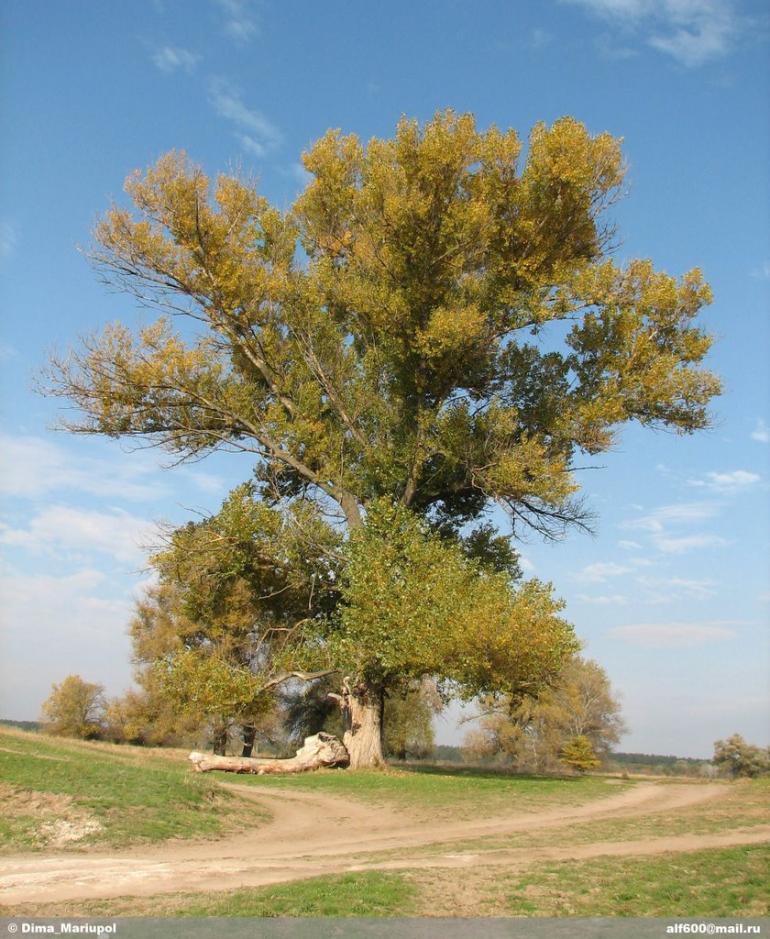 Левківка з panoramio.com - Левковка