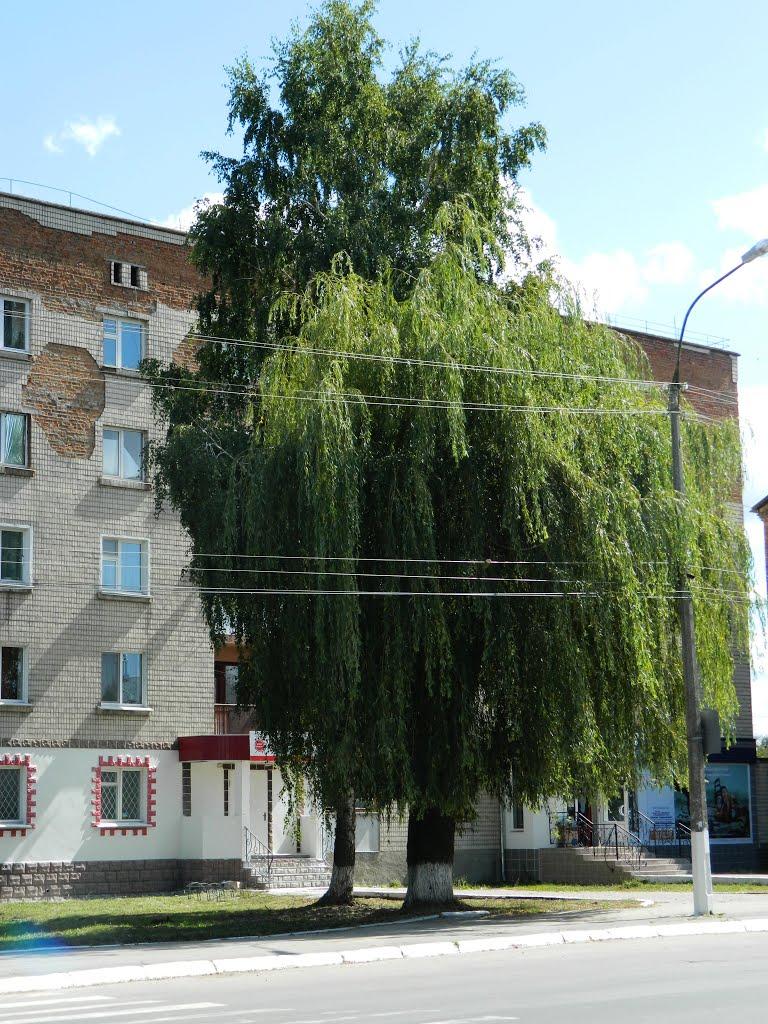 Шепетівка з panoramio.com (ч.2) - Шепетовка