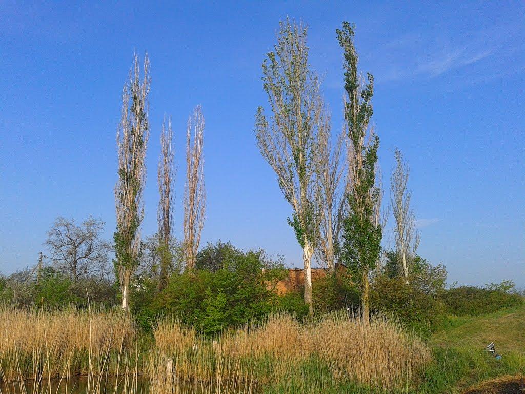 Первомайське з panoramio.com - Первомайське