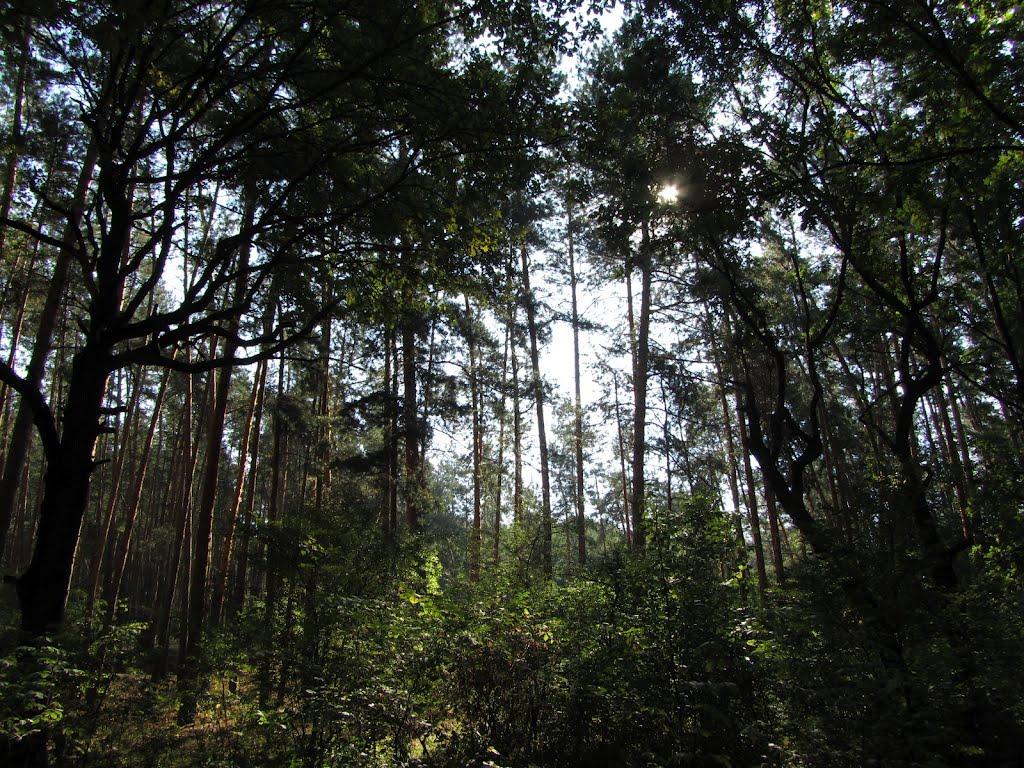 Райгородок з panoramio.com - Raygorodok