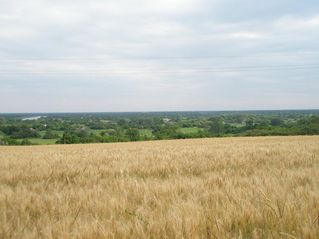 Ряське з panoramio.com - Ряське