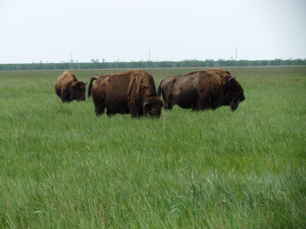 Новий Етап з panoramio.com - Новий Етап