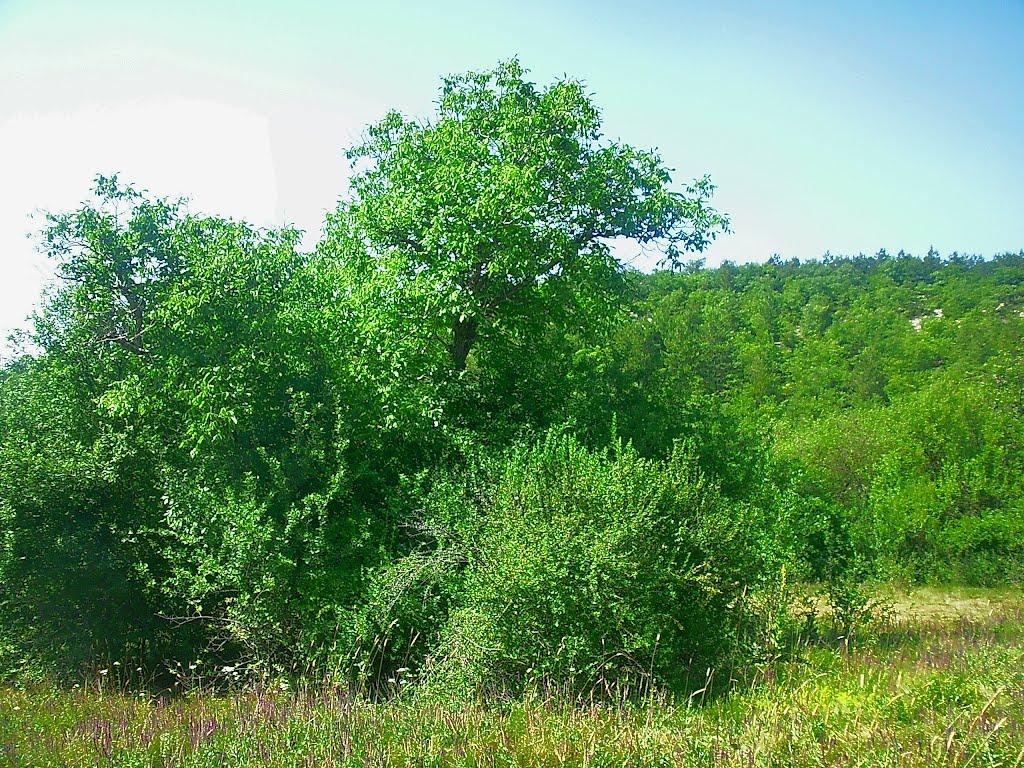 Багата Ущелина з panoramio.com - Багатое Ущелье
