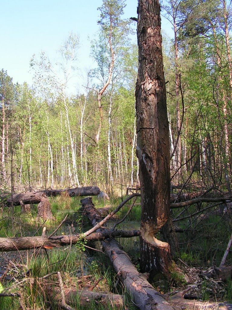 Забужжя з panoramio.com - Забужье