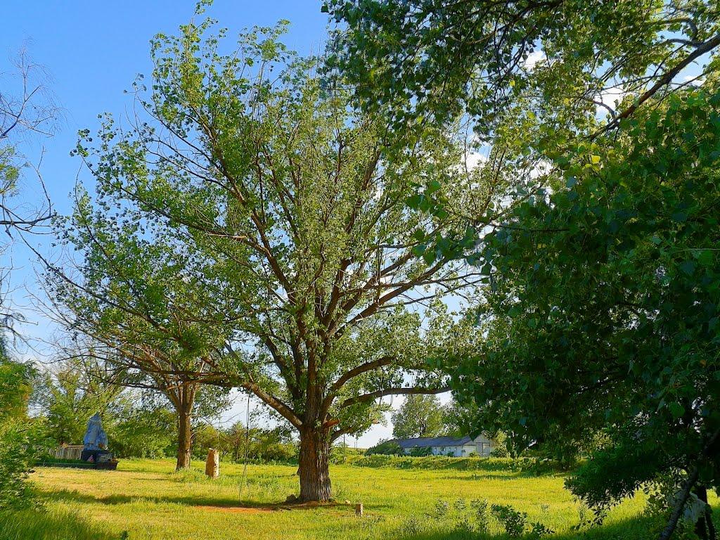 Комсомолець з panoramio.com - Комсомолец
