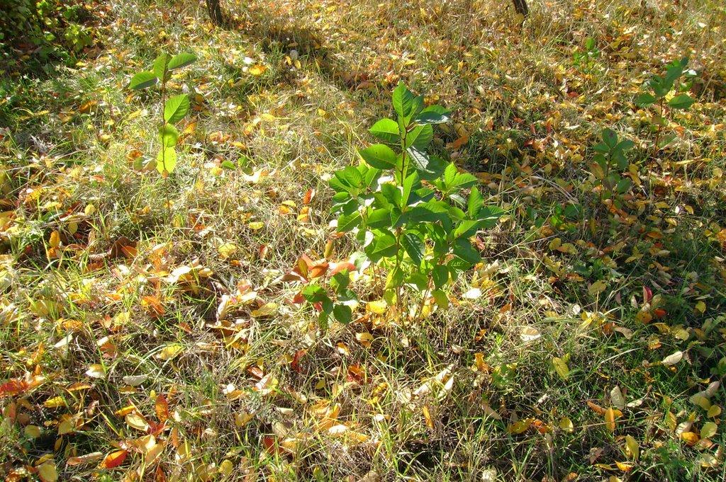 Божкове з panoramio.com - Божкове