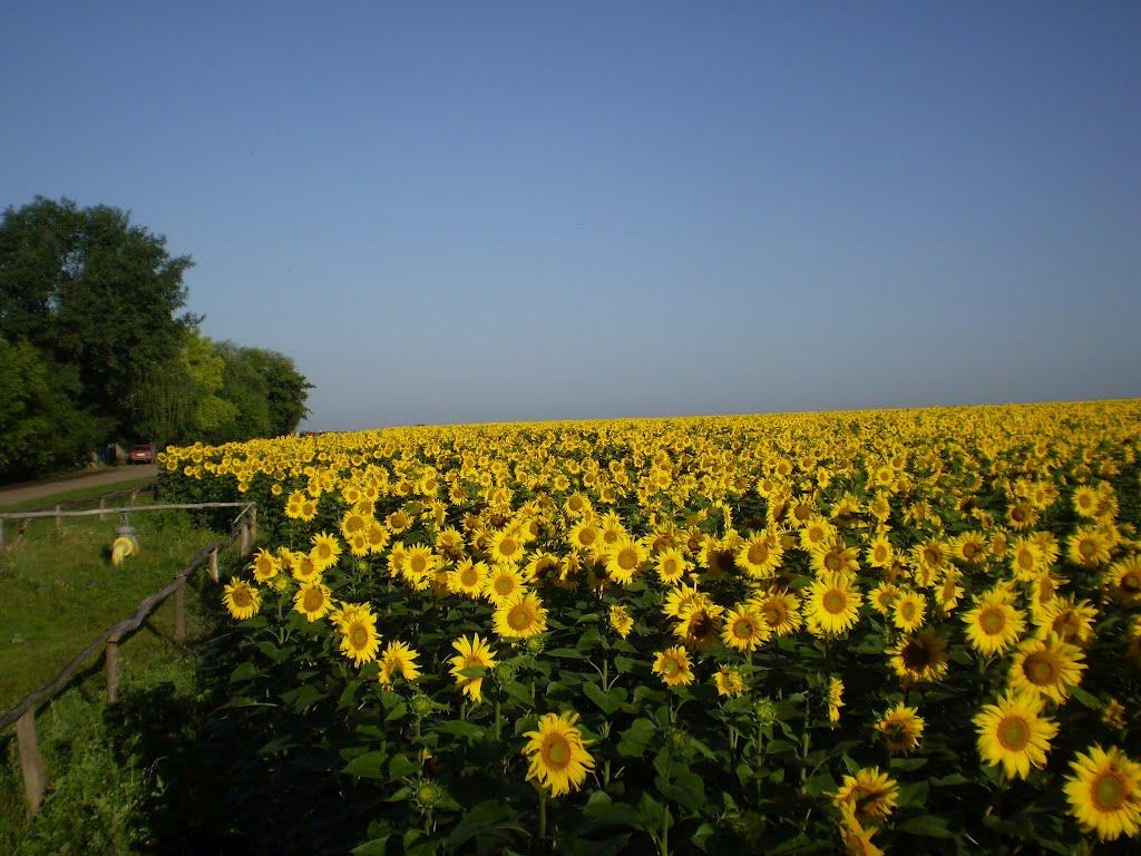 Харківці з panoramio.com - Kharkivtsi