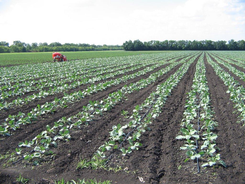 Вознесенське з panoramio.com - Вознесенське