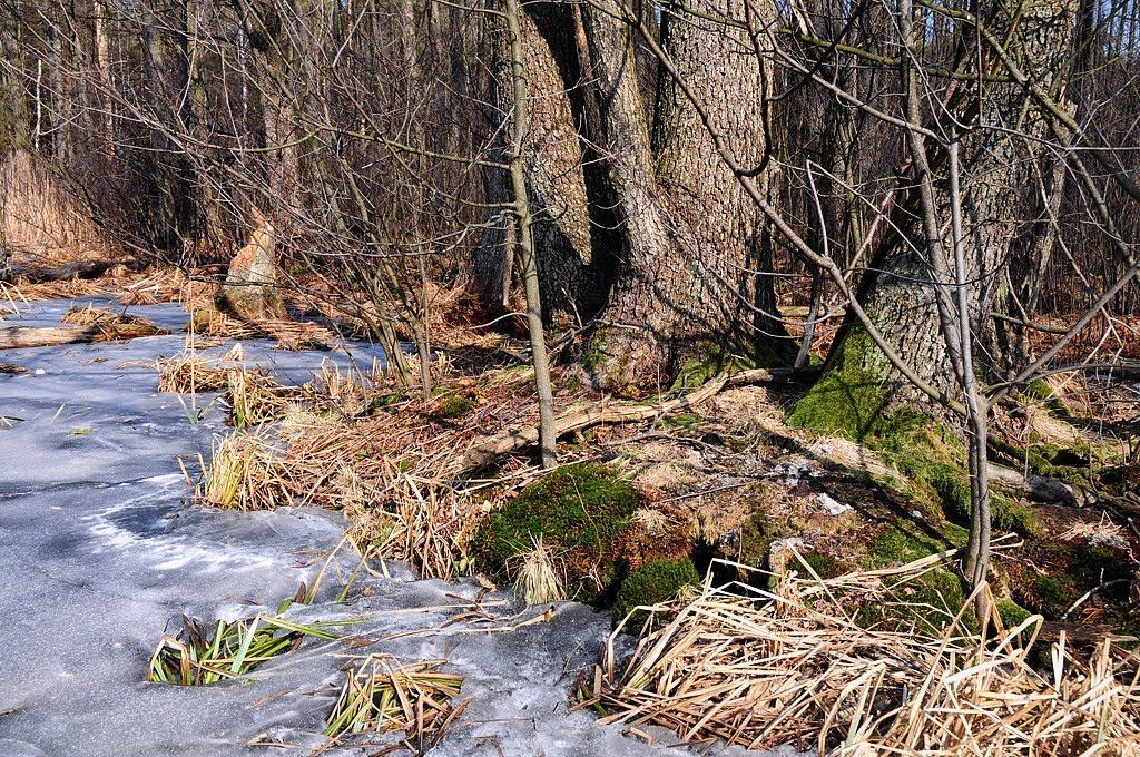 Забужжя з panoramio.com