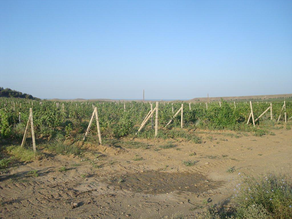 Сонячна Долина з panoramio.com (ч.2) - Сонячна Долина