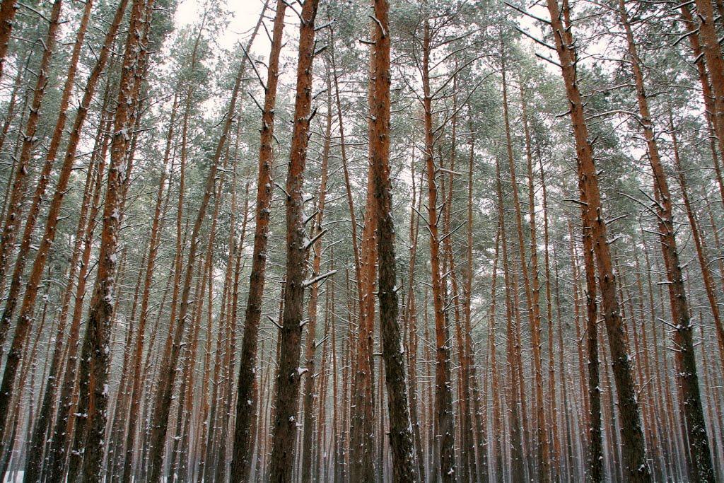 Могилів з panoramio.com - Могилев