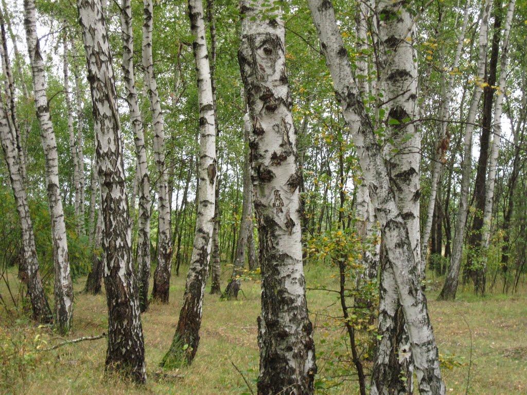 Дробишеве з panoramio.com - Дробышево