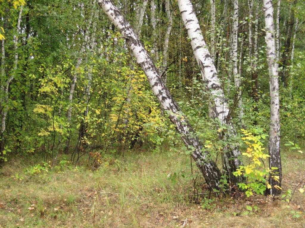 Дробишеве з panoramio.com - Дробышево