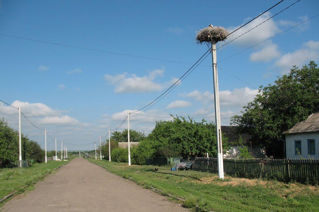 Пшеничне з panoramio.com - Пшеничне