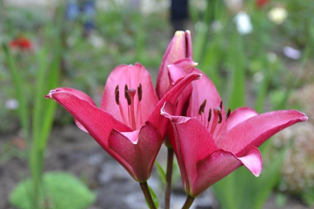 Смиківці з panoramio.com - Смиківці